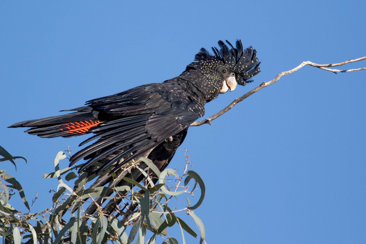 Red-tailed Black-Cockatoo - ML550571591