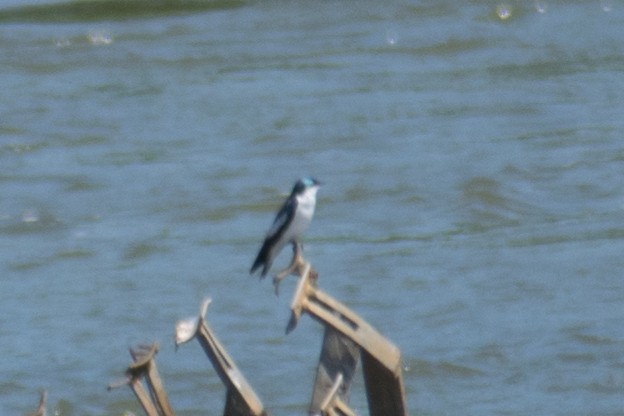 White-winged Swallow - ML550573261
