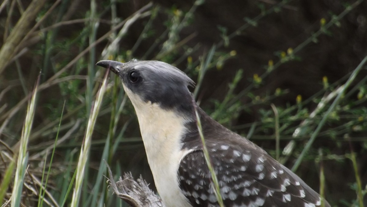Great Spotted Cuckoo - Anonymous