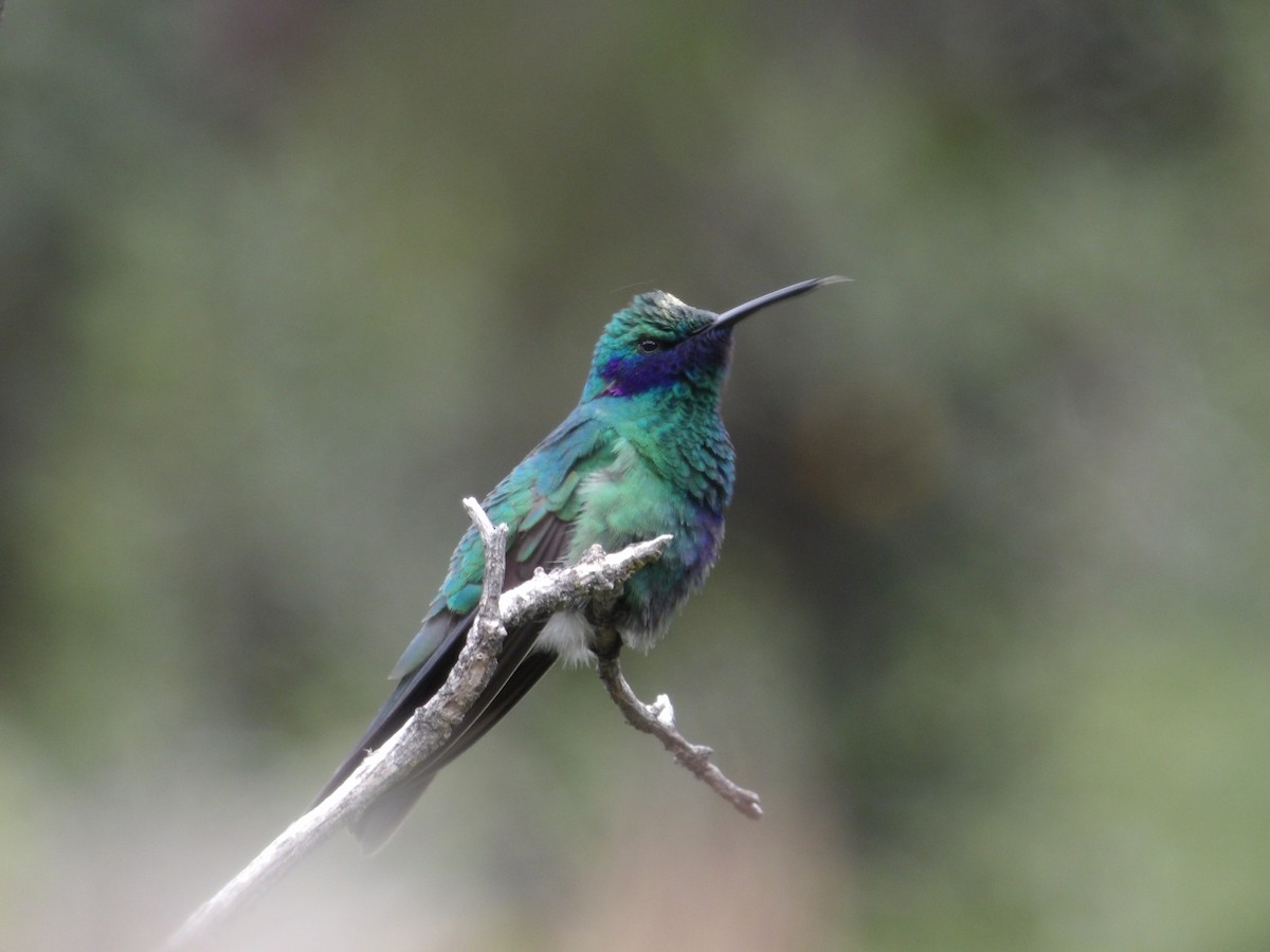 kolibřík modrolící - ML550581031