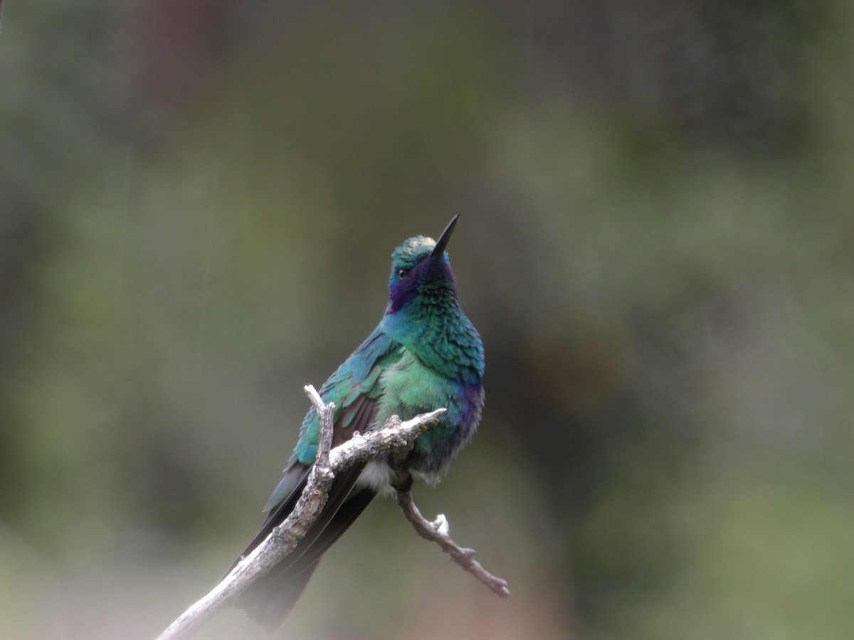 kolibřík modrolící - ML550581041