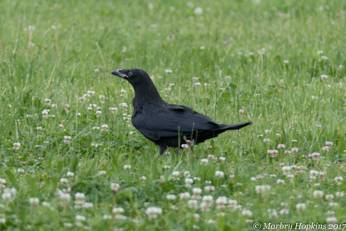 Common Raven - Marbry Hopkins