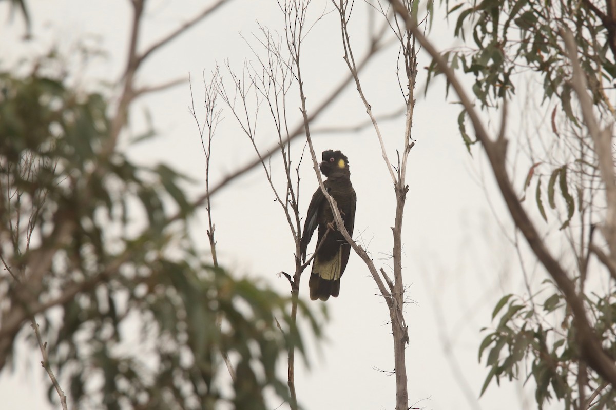 Yellow-tailed Black-Cockatoo - David Vickers
