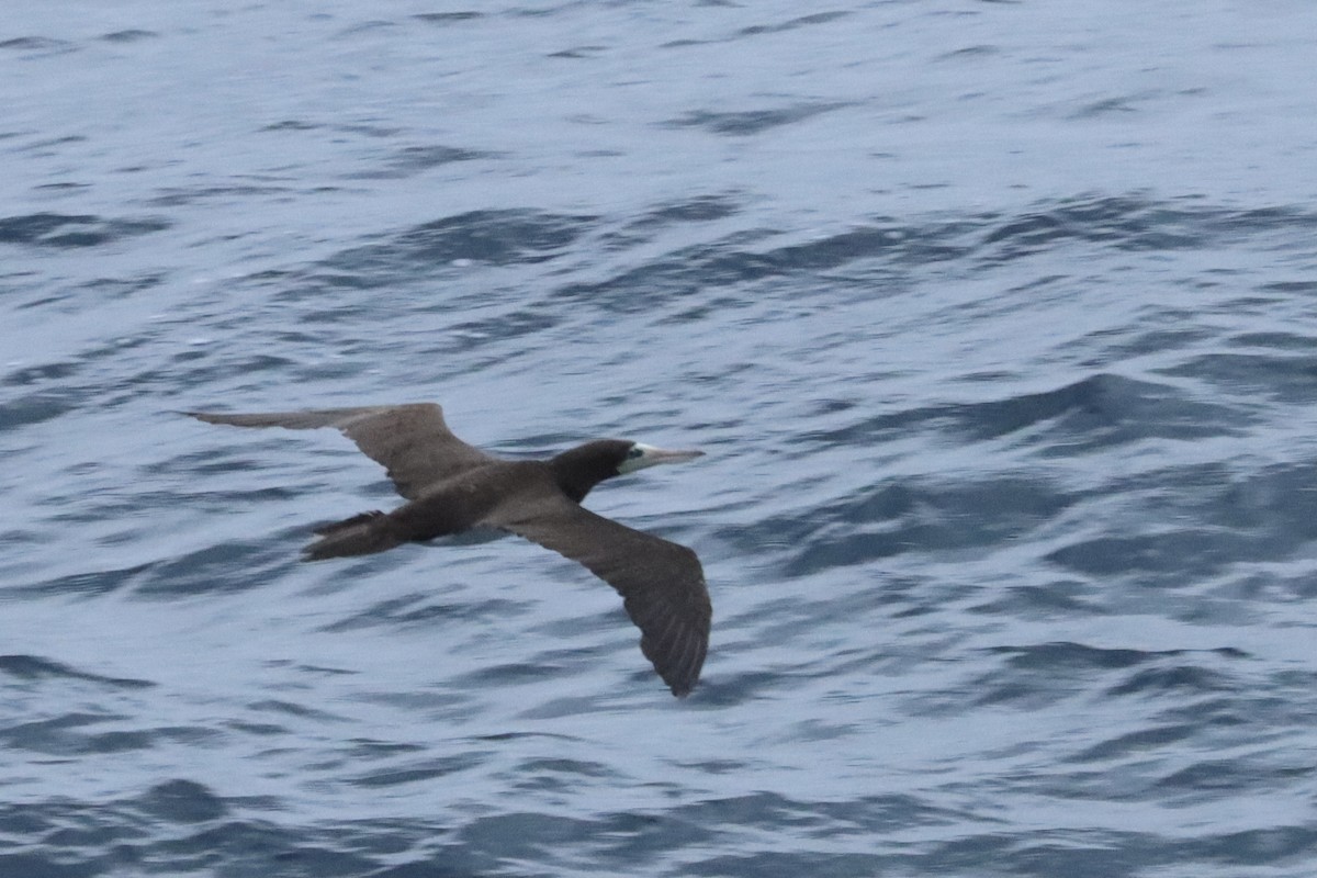 Brown Booby - ML550584001