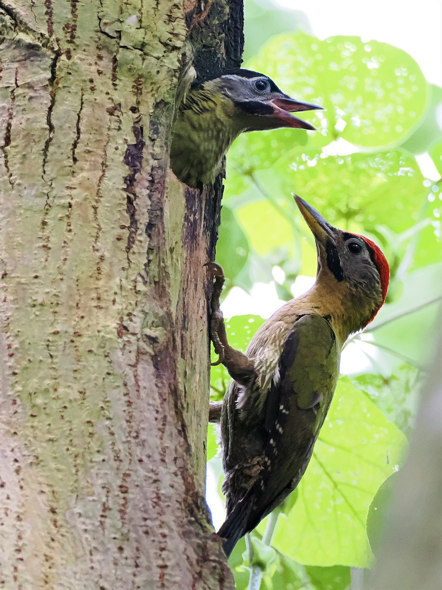 Laced Woodpecker - Evelyn Lee
