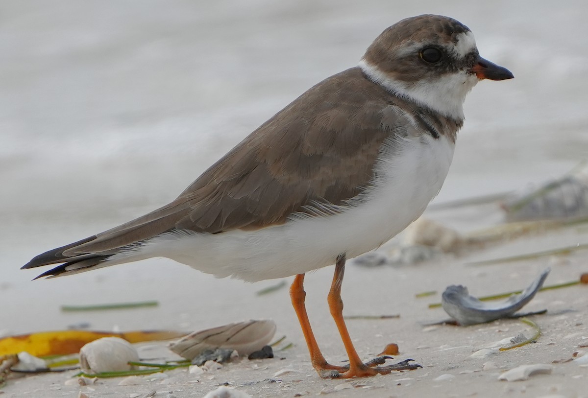 Semipalmated Plover - ML550586041