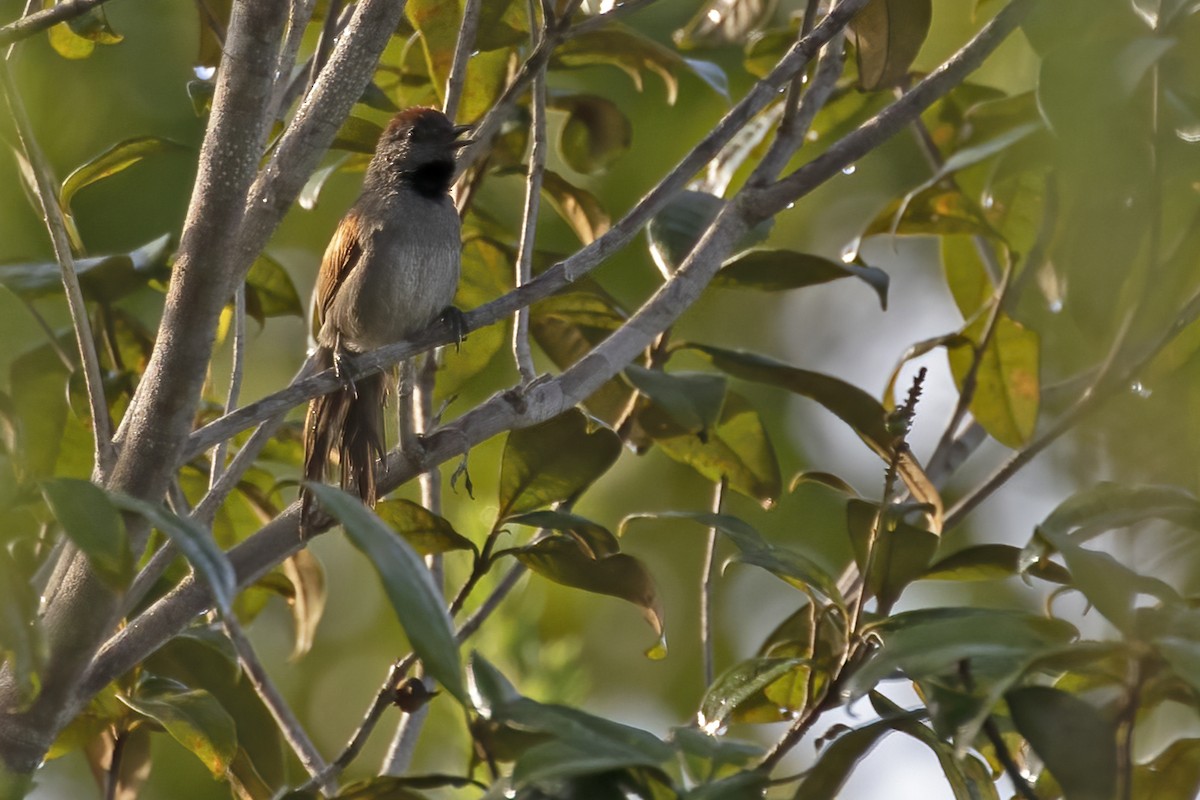 Cinereous-breasted Spinetail - ML550587651
