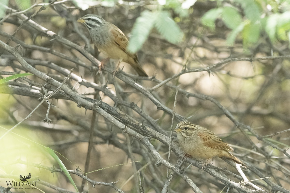 Striolated Bunting - ML550587851
