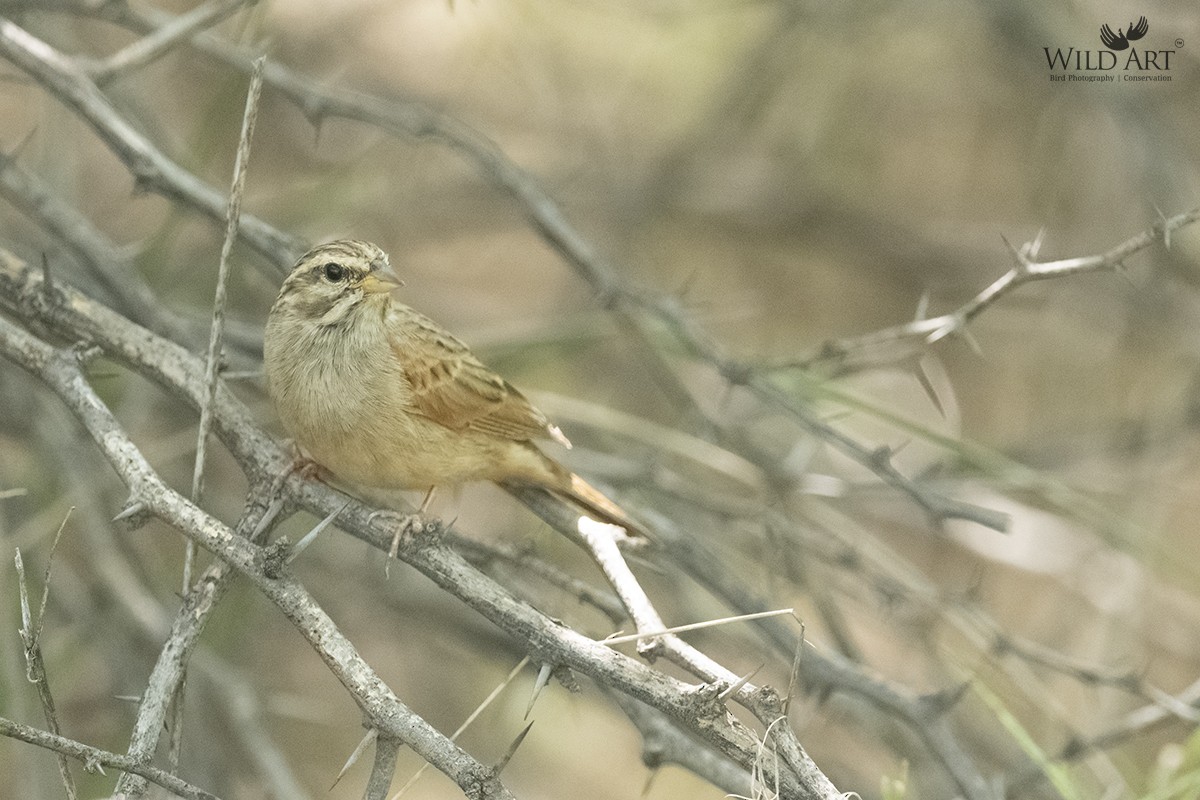 Striolated Bunting - ML550587861