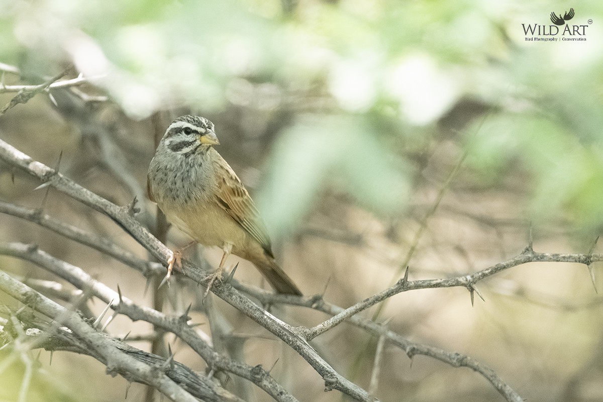 Striolated Bunting - ML550587871