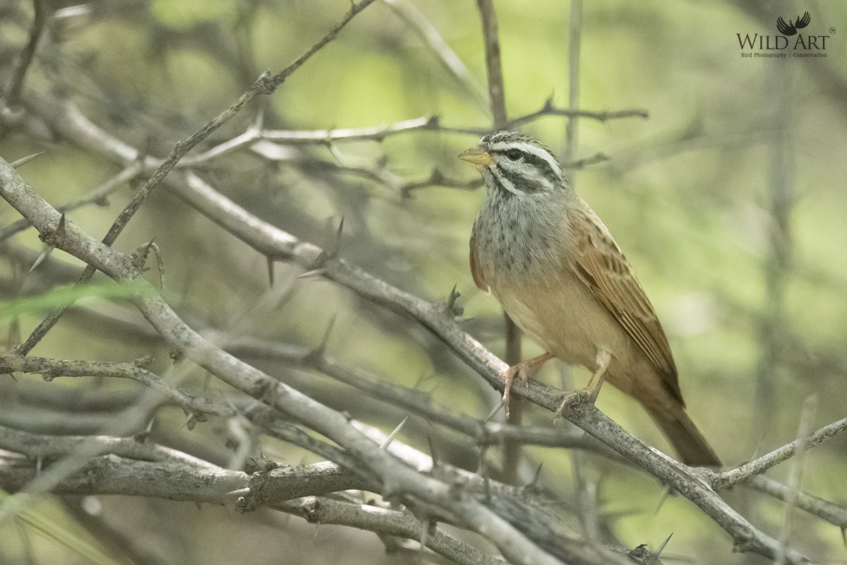 Striolated Bunting - ML550587881
