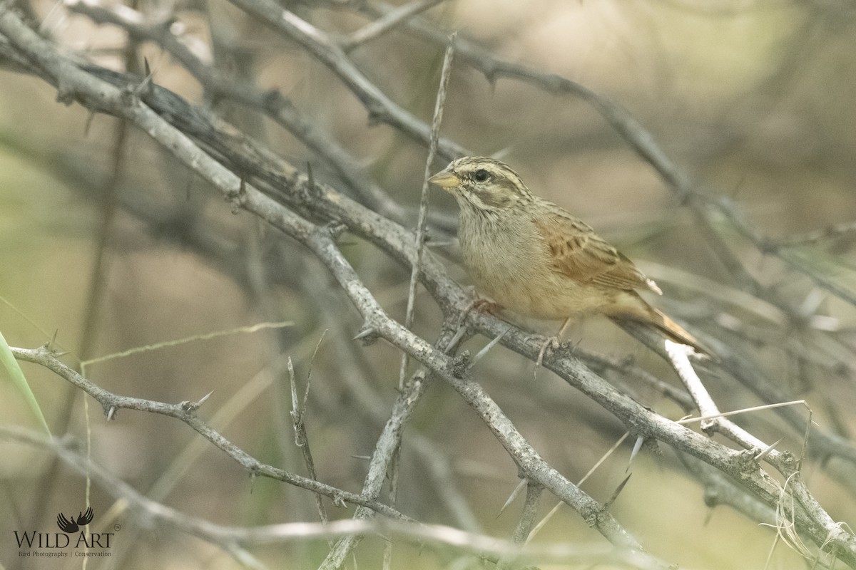 Striolated Bunting - ML550587901
