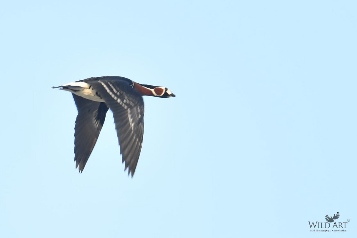 Red-breasted Goose - ML550588131