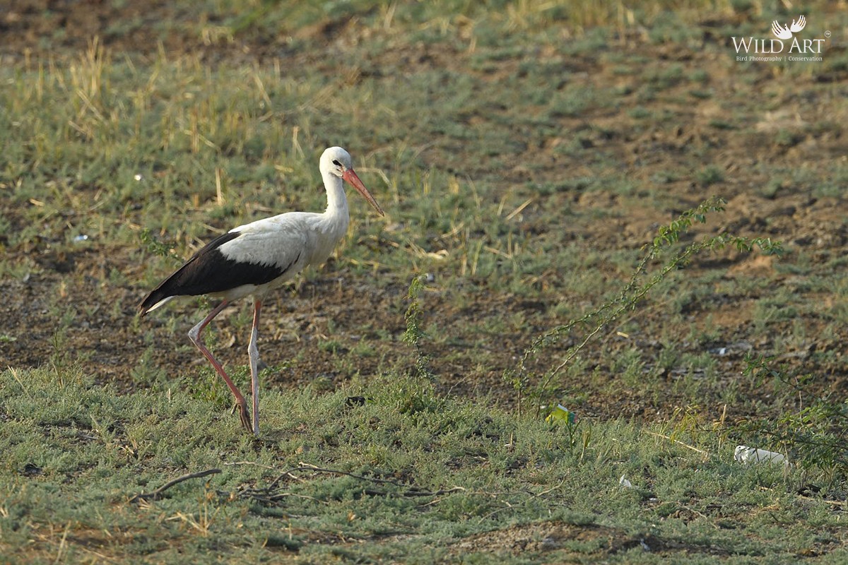 White Stork - ML550588201