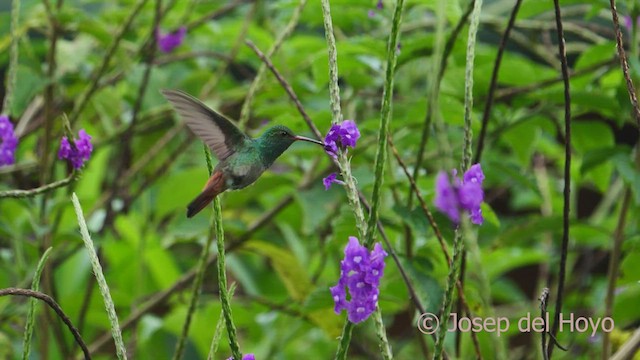 Rufous-tailed Hummingbird - ML550590181