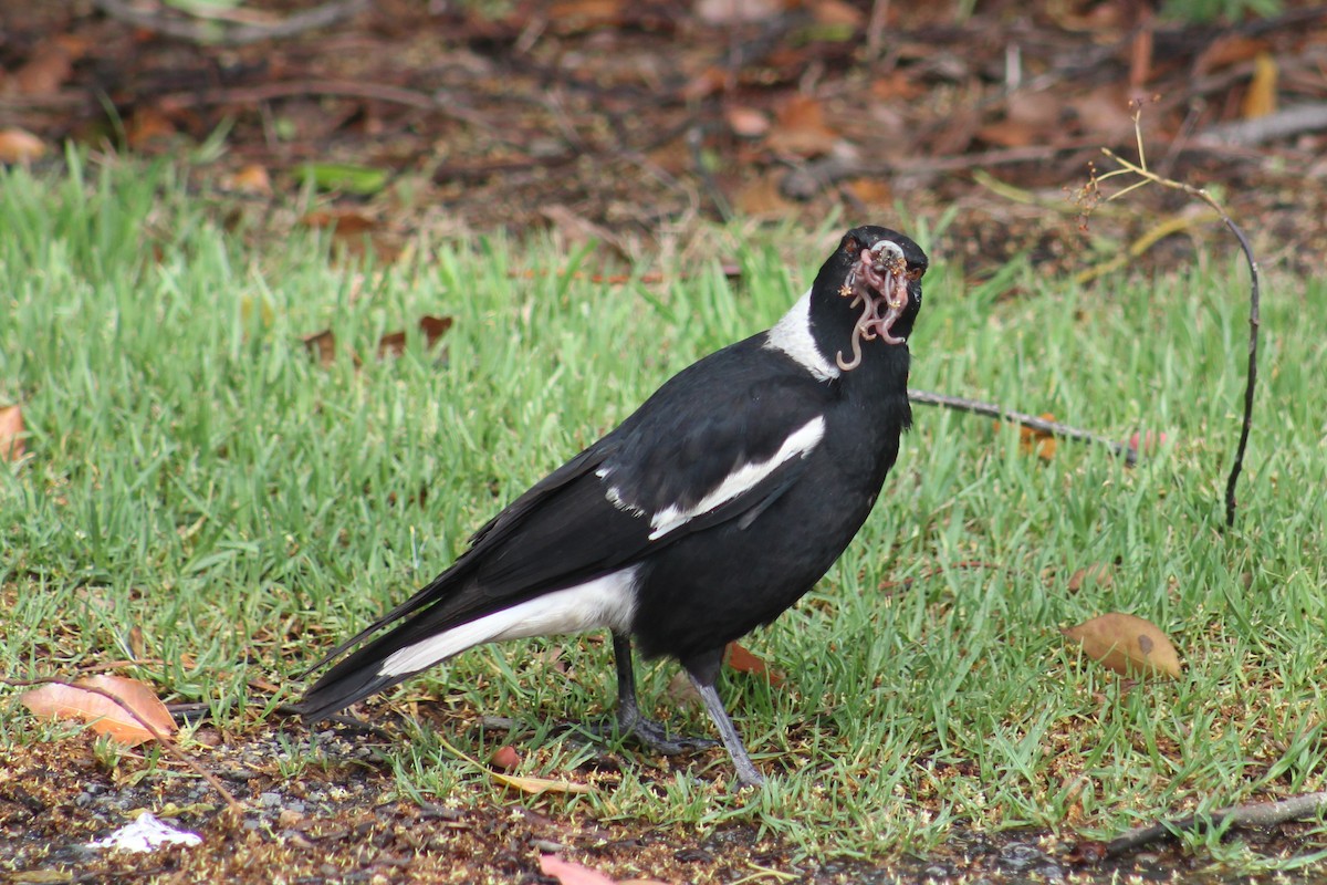 Australian Magpie (Black-backed) - ML550595641