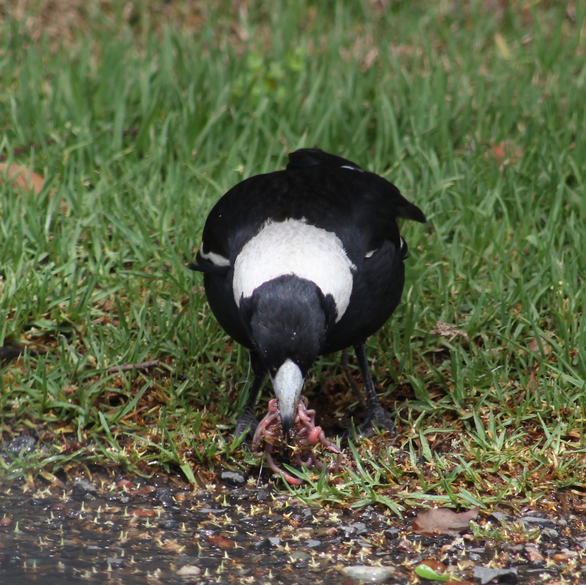 Australian Magpie (Black-backed) - ML550595681