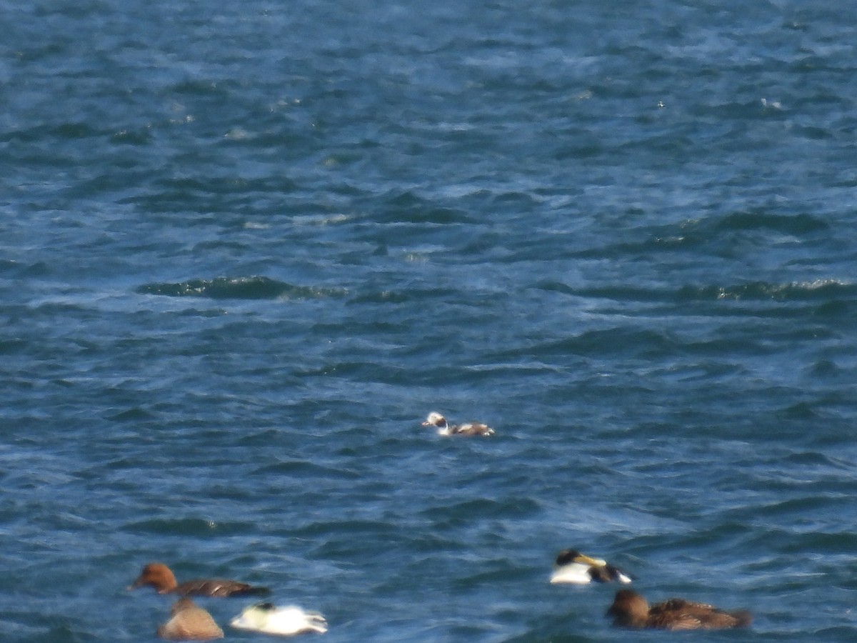 Long-tailed Duck - ML550596031