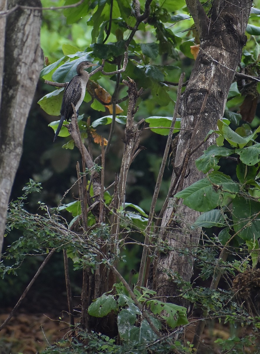 Long-tailed Cormorant - ML550596181