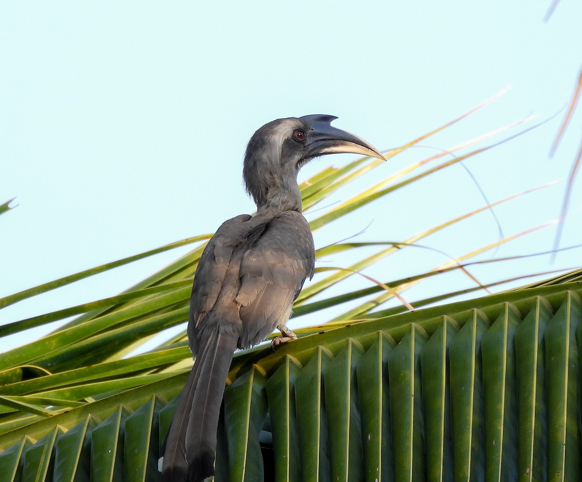 Indian Gray Hornbill - ML550597371