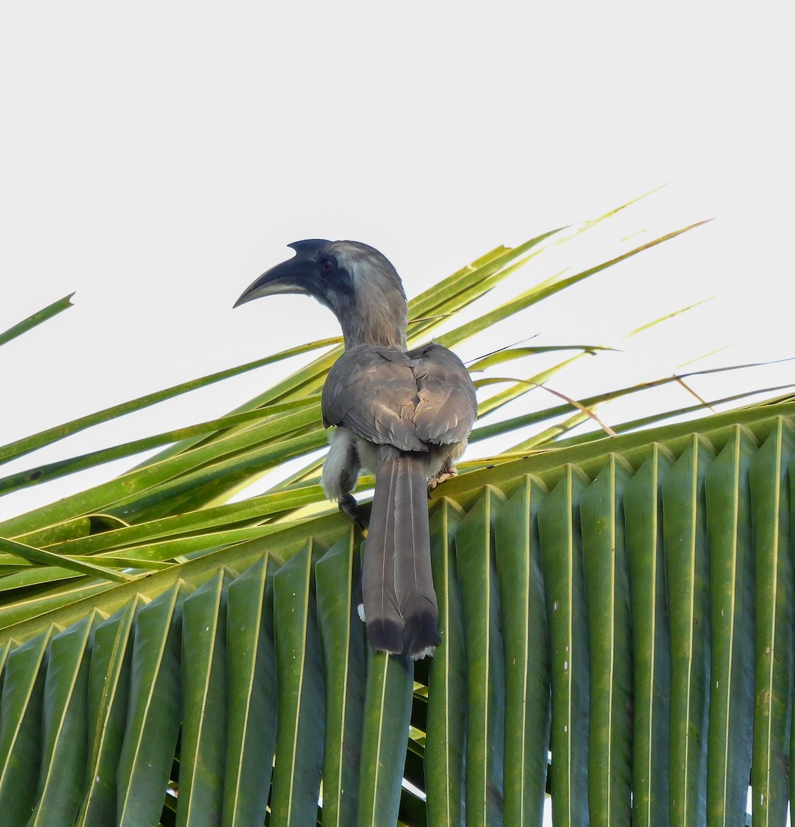 Indian Gray Hornbill - ML550597381