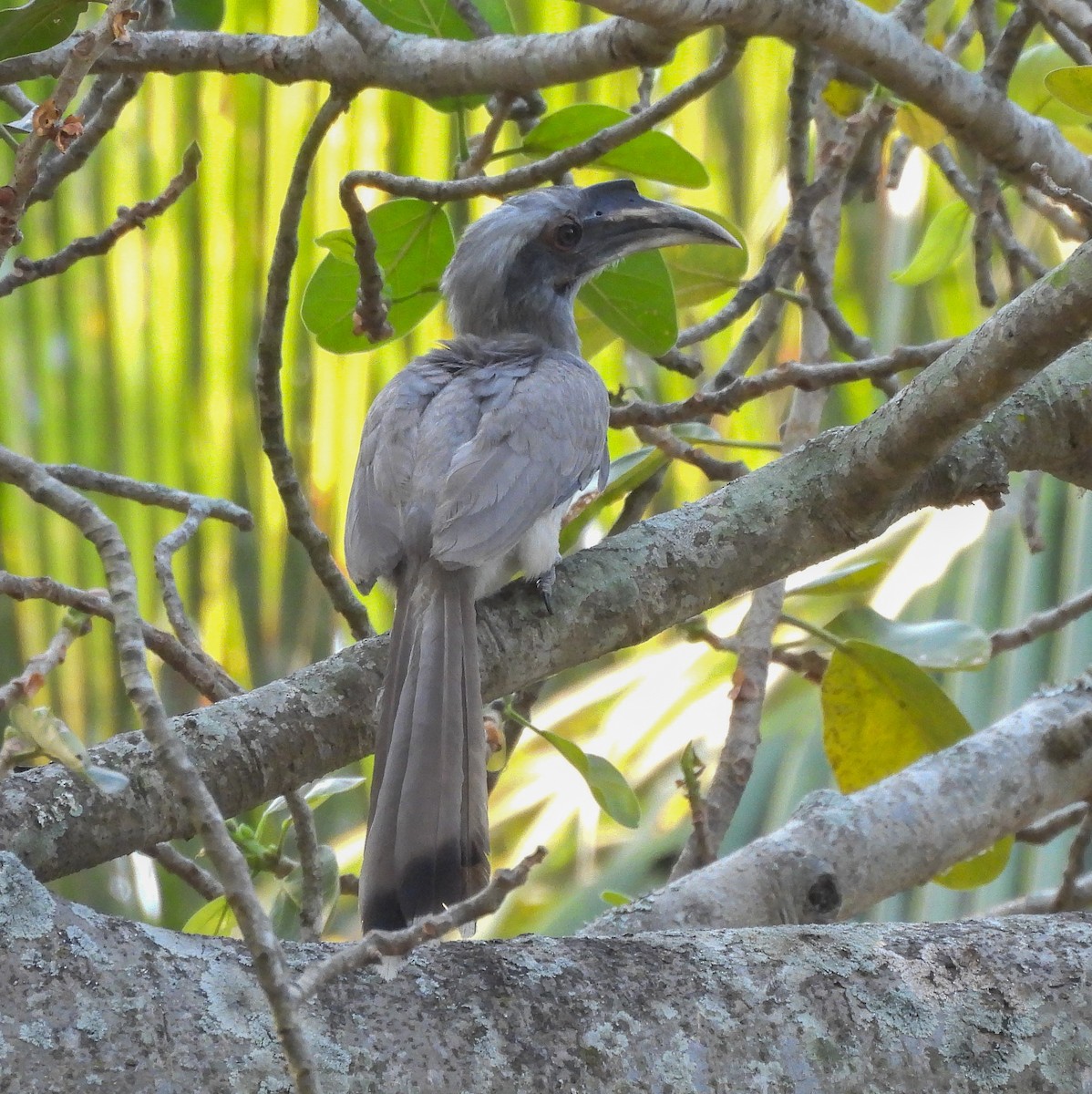 Indian Gray Hornbill - ML550597391