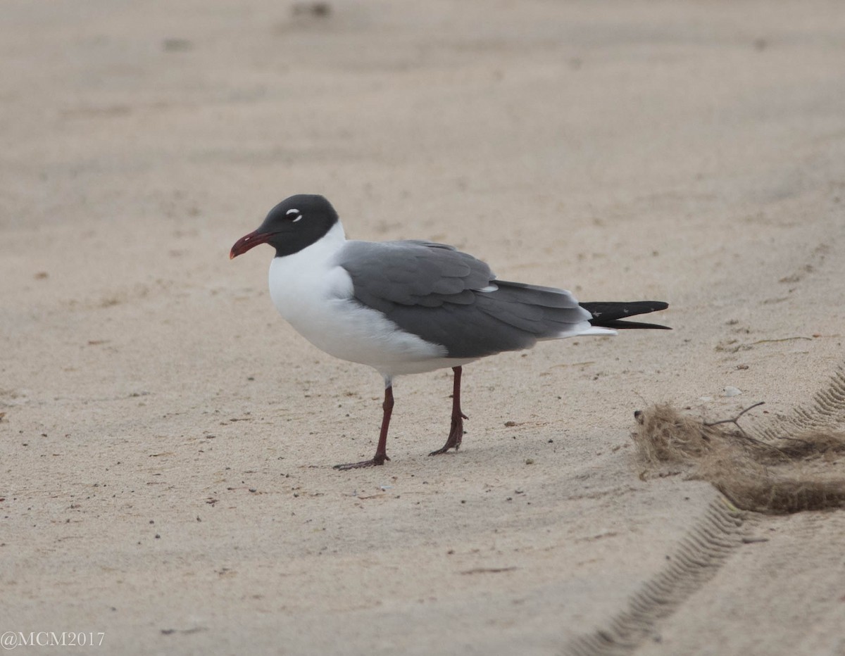Laughing Gull - Mary Catherine Miguez