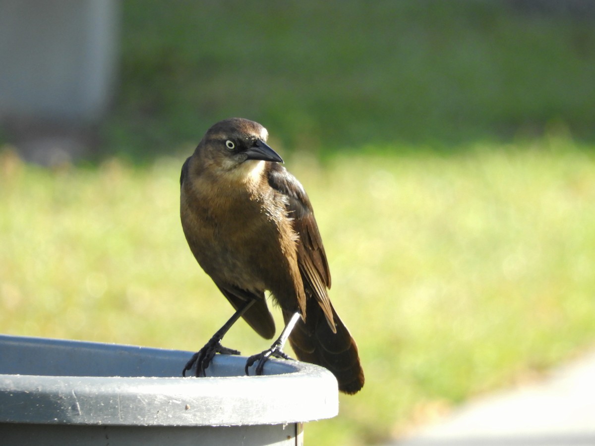 Boat-tailed Grackle - Douglass Gaking