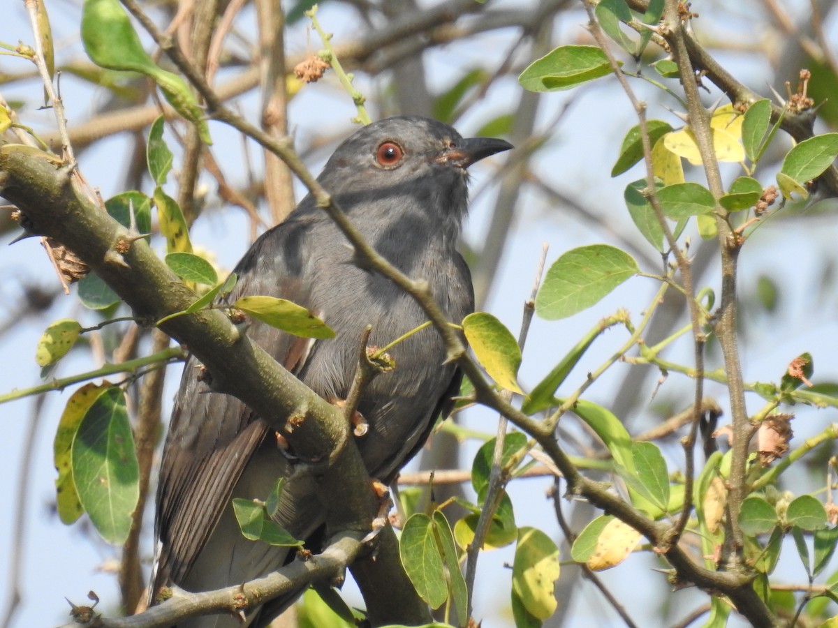 Gray-bellied Cuckoo - meher preetham