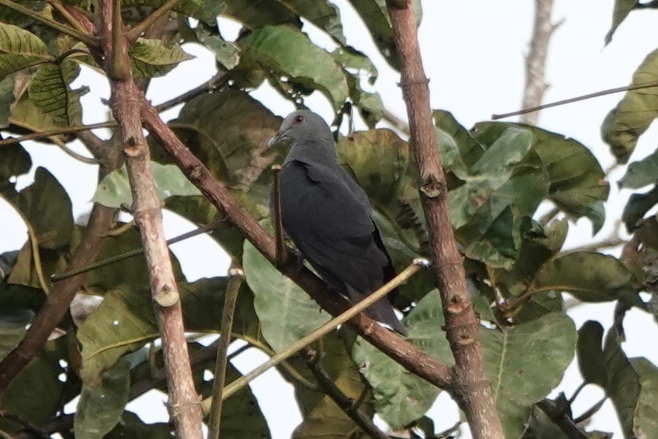 Sao Tome Pigeon - ML550606121