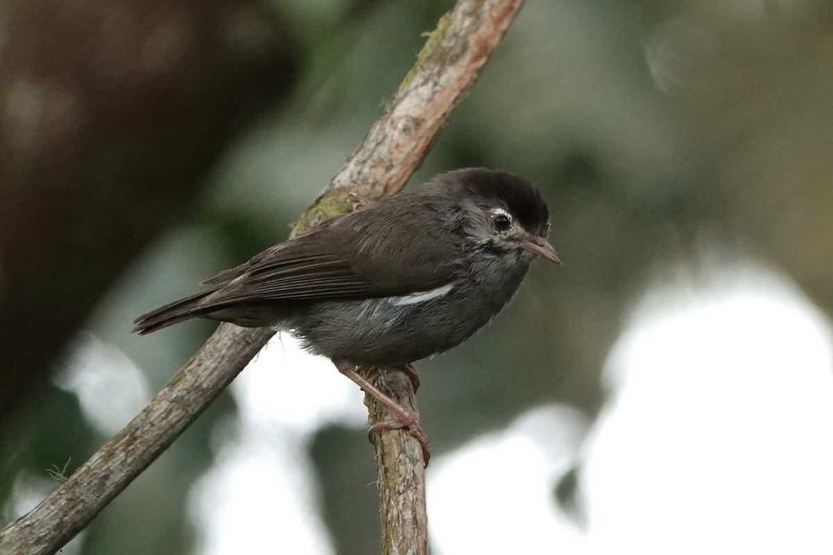Black-capped Speirops - ML550606211