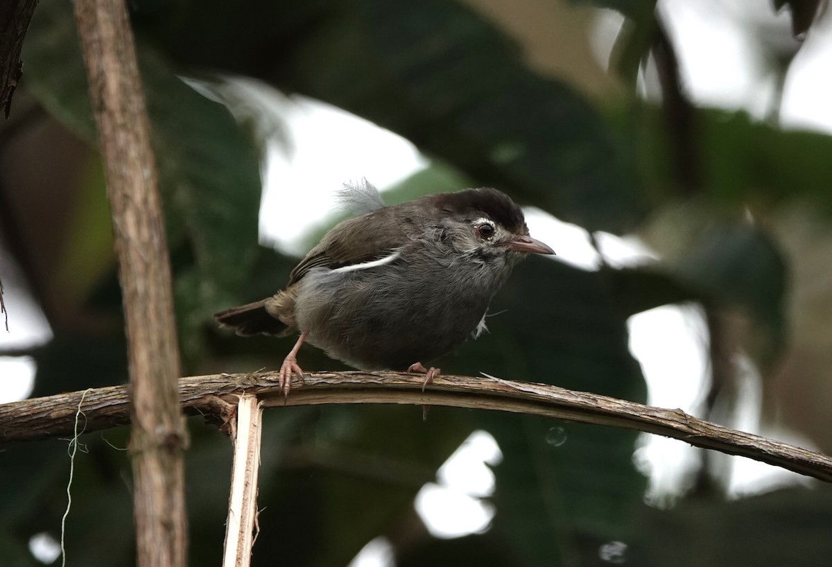 Black-capped Speirops - ML550606221