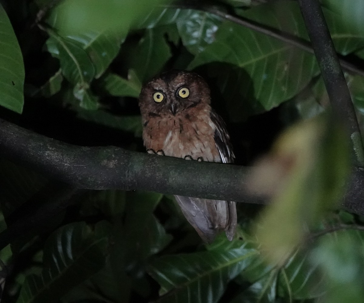 Sao Tome Scops-Owl - ML550607201
