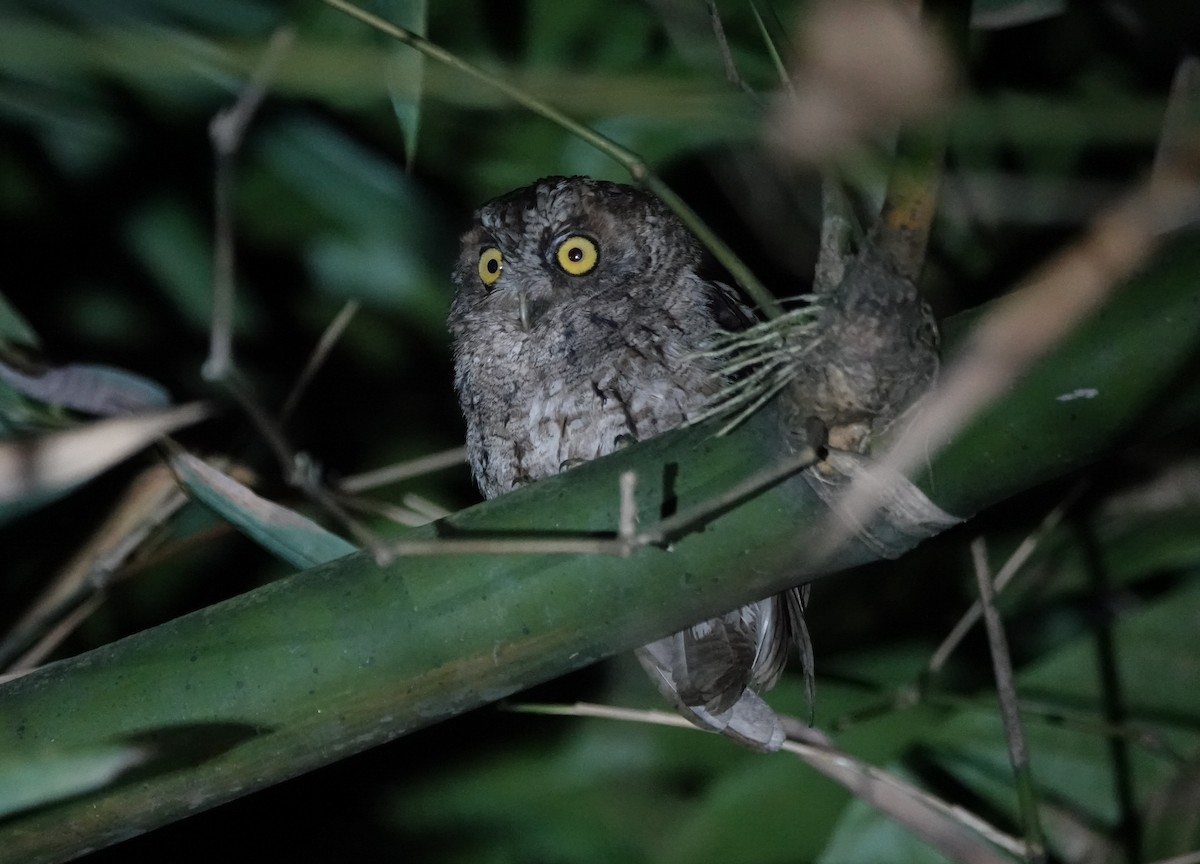 Sao Tome Scops-Owl - ML550607211