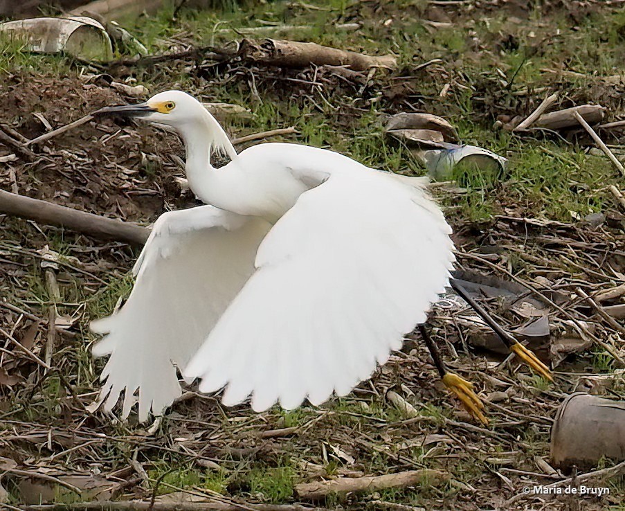Snowy Egret - Maria de Bruyn