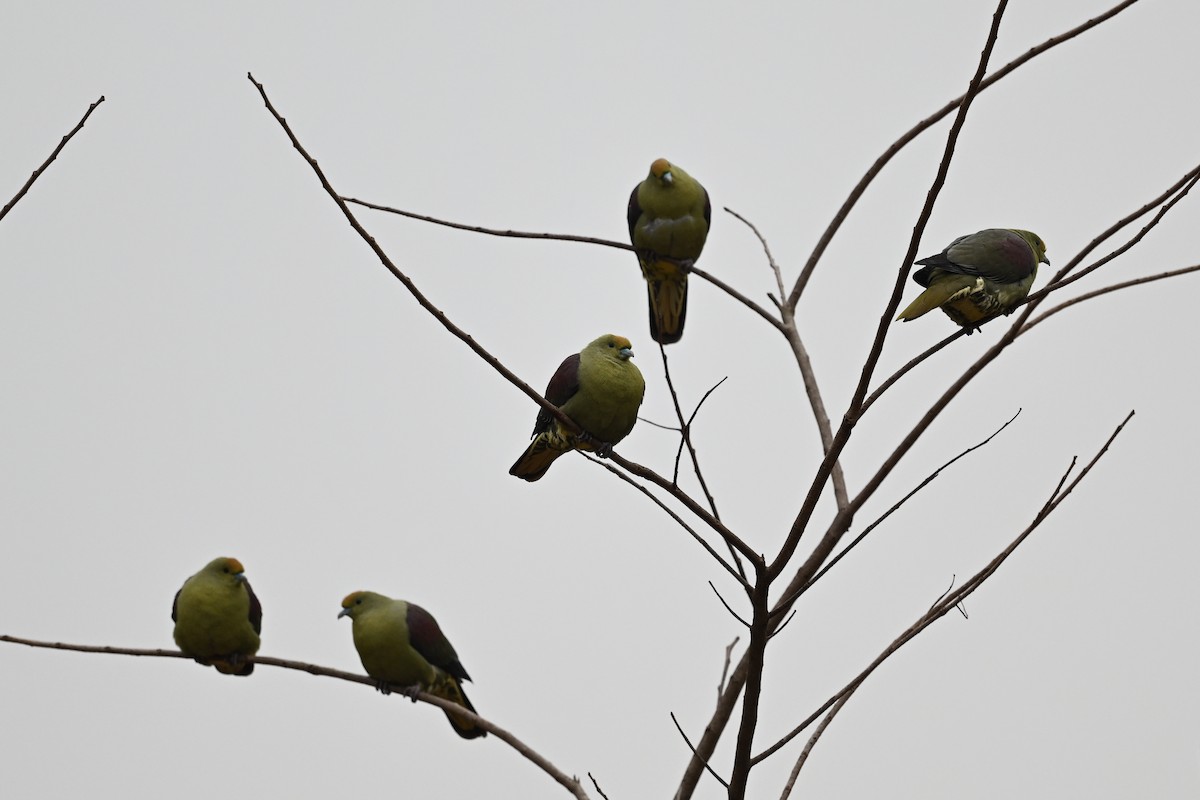 Whistling Green-Pigeon (Taiwan) - ML550609641