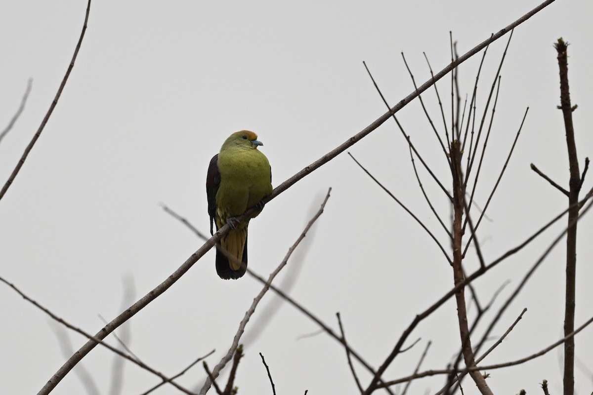 Whistling Green-Pigeon (Taiwan) - ML550609691