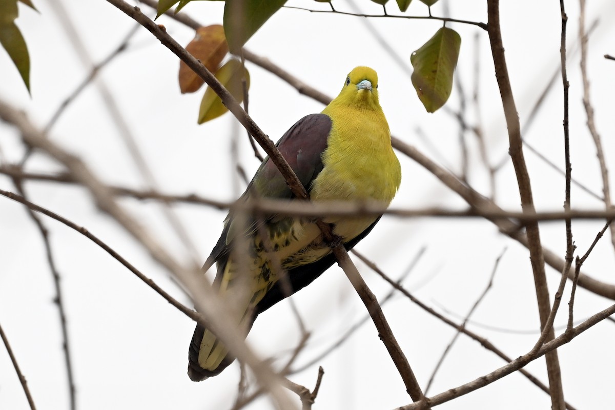 Whistling Green-Pigeon (Taiwan) - ML550609831