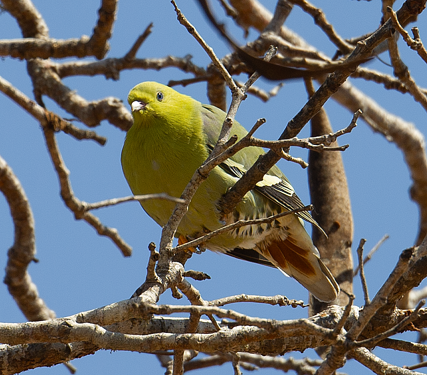Madagascar Green-Pigeon - ML550614531