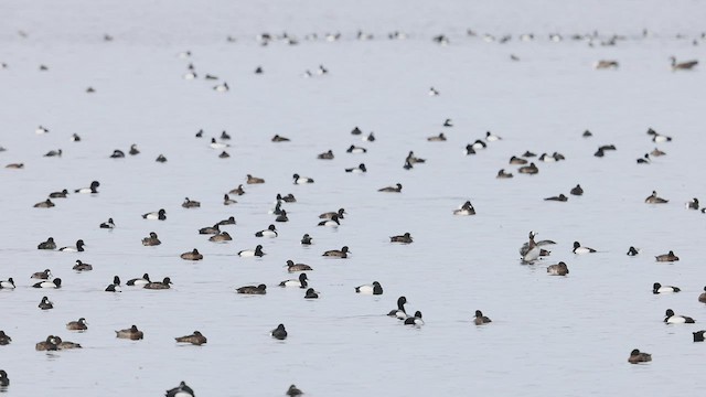 Greater Scaup - ML550616451