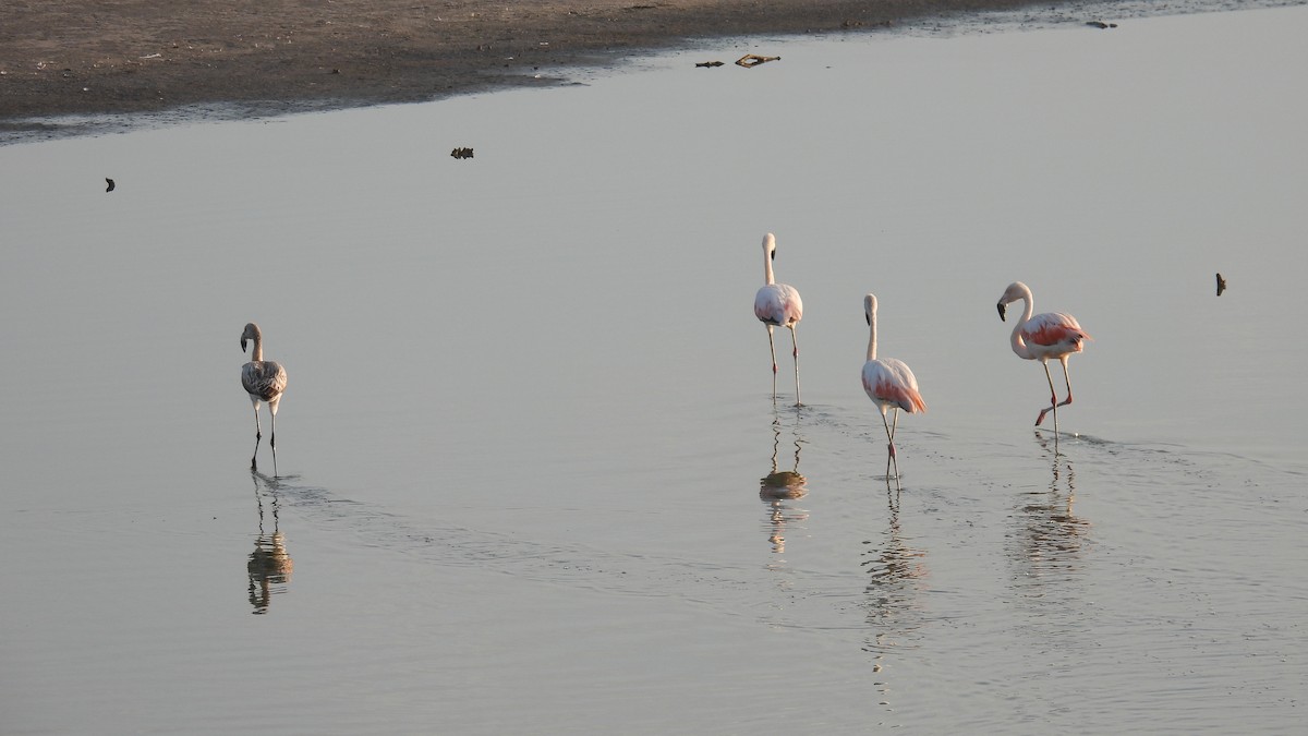 Chilean Flamingo - ML550616711