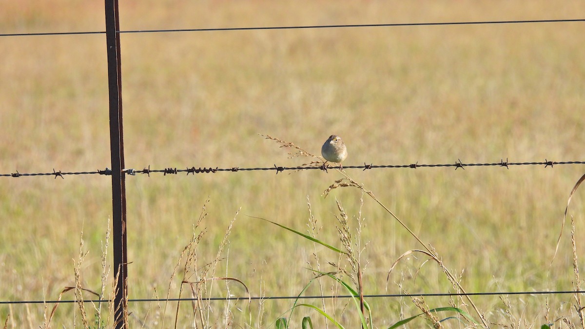 Grassland Sparrow - ML550617241