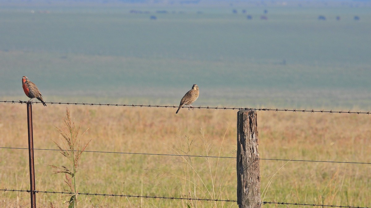 Long-tailed Meadowlark - ML550617341