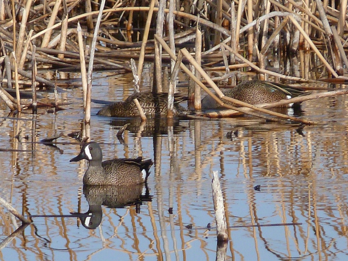 Blue-winged Teal - ML55061801