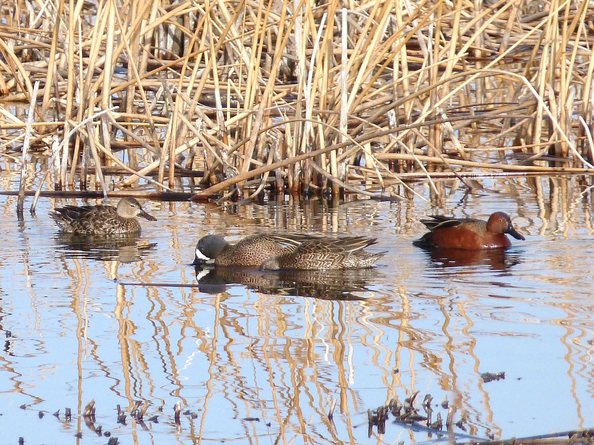 Blue-winged Teal - ML55062001