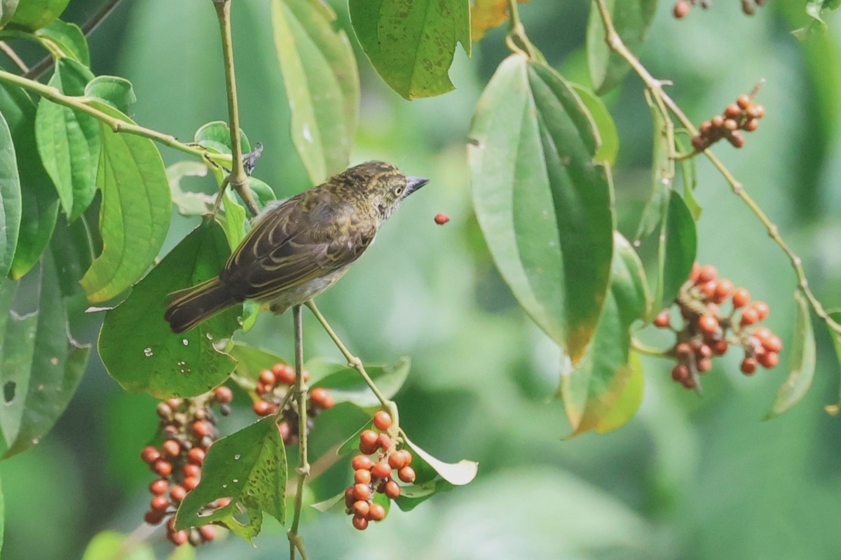 Speckled Tinkerbird - Charley Hesse TROPICAL BIRDING