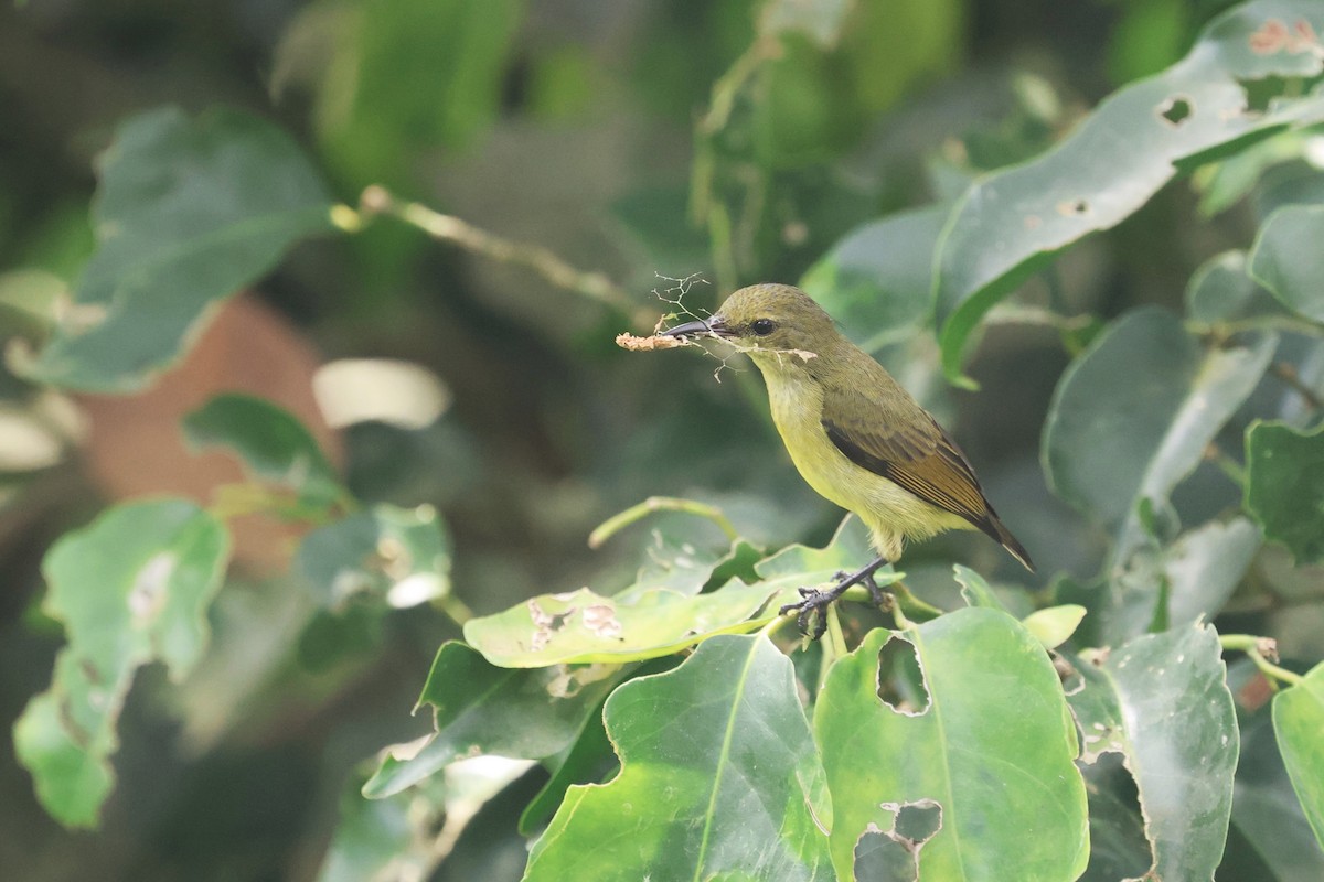 Tiny Sunbird - Charley Hesse TROPICAL BIRDING