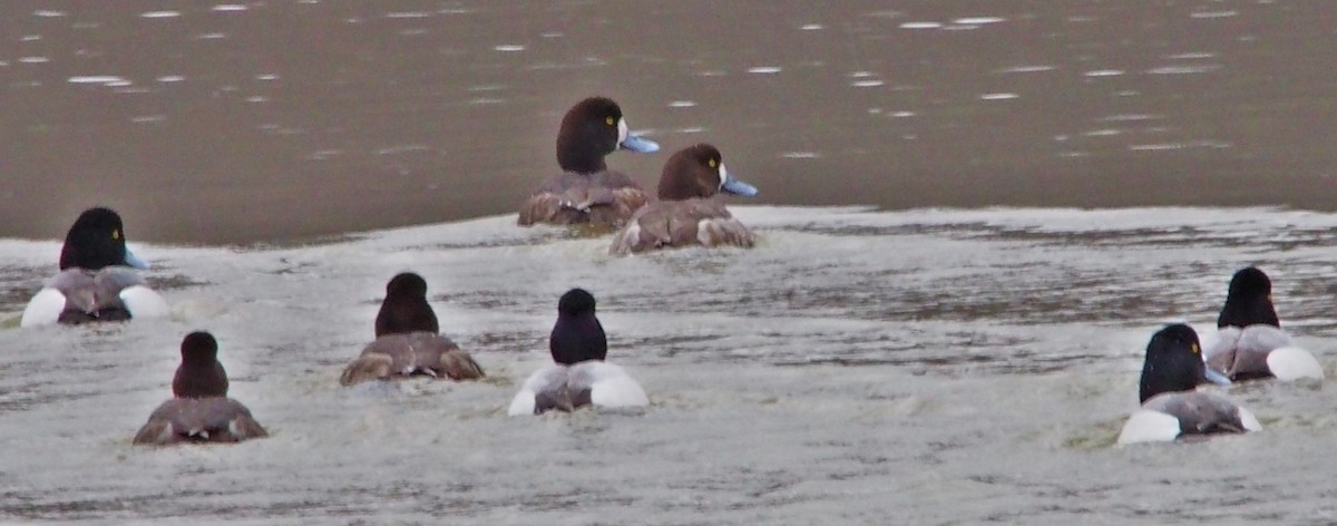 Greater Scaup - ML550624051