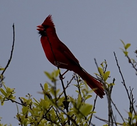 Northern Cardinal - ML550624241