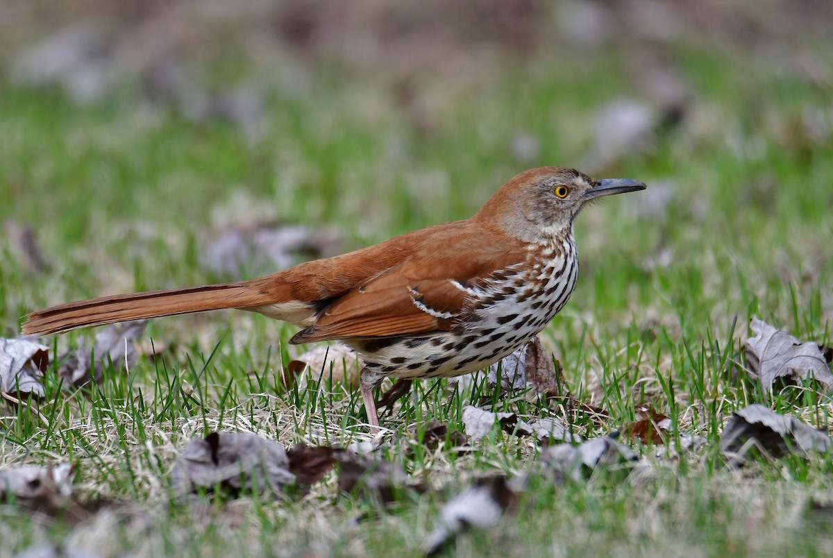 Brown Thrasher - André Lanouette